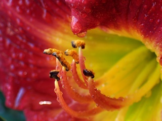 P1215487a.jpg